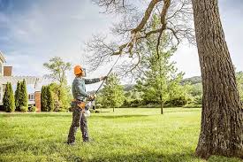 Best Fruit Tree Pruning  in Lincoln, ND