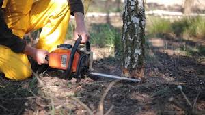 Best Tree Risk Assessment  in Lincoln, ND