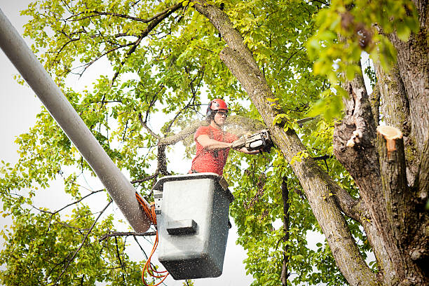 Why Choose Our Tree Removal Services in Lincoln, ND?